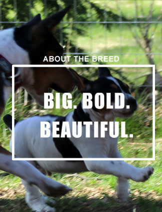 About the Breed