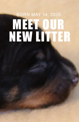 Meet ur New Litter