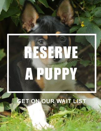 Reserve A Puppy