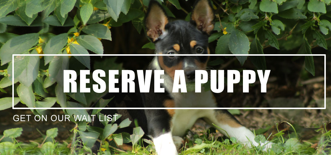 Reserve A Puppy